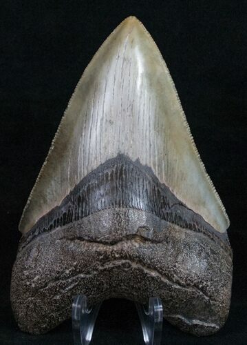 Quality Megalodon Tooth - River Find #6382